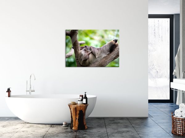 Schlafendes Faultier in Astgabel, Glasbild Verkauf – Bild 4
