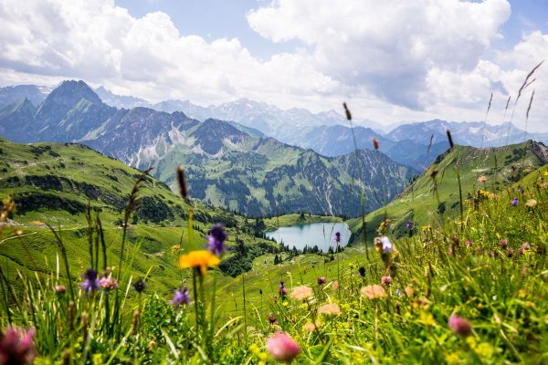 Wiesenblumen in den Bergen, Glasbild Schn?ppchen – Bild 5
