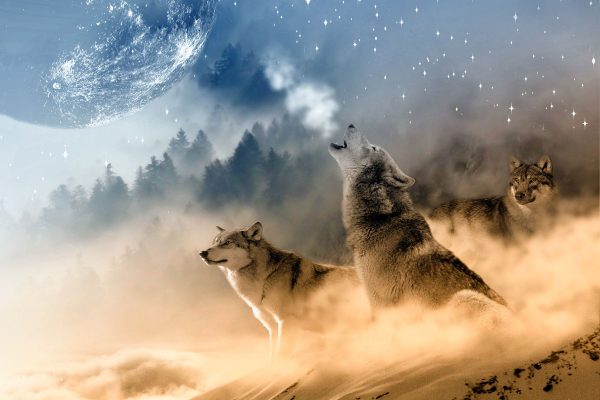 Wölfe in der Wüste heulen Vollmond an, Glasbild Angebot – Bild 5