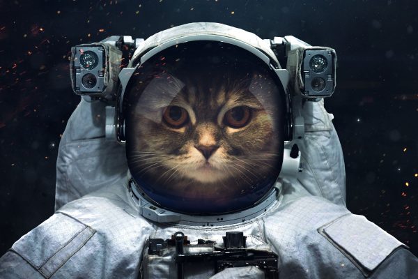 Astronautenkatze im Weltraum, Glasbild Schn?ppchen – Bild 5
